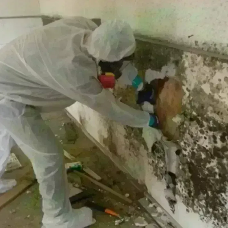 Mold Remediation and Removal in Ocilla, GA